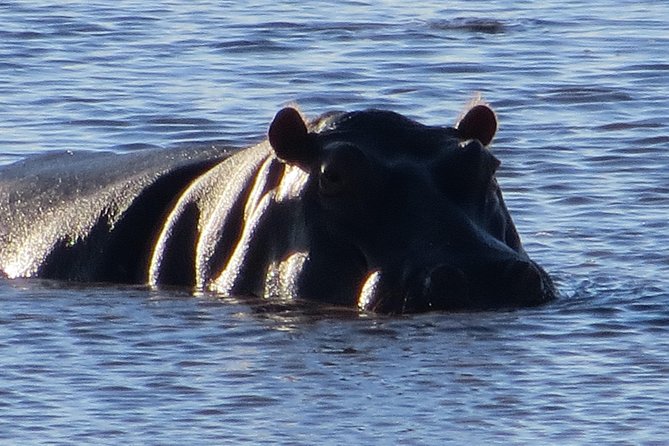 Chobe Safari Overnight Camping Trip - Day one: lunch, check-in, and the Chobe River