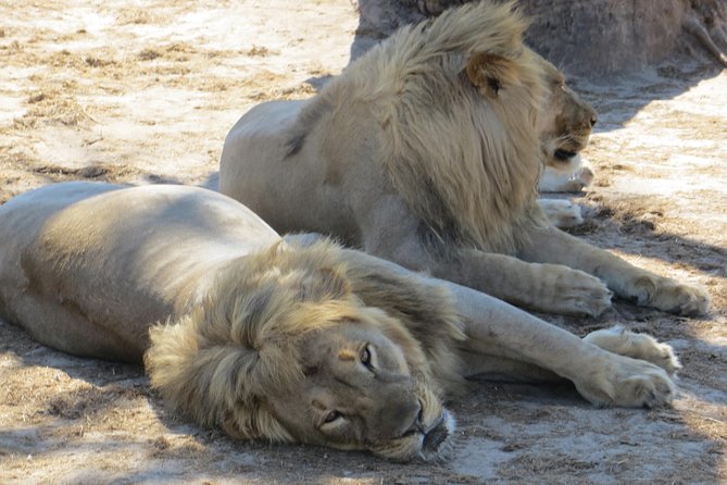Chobe Safari Overnight Camping Trip - Sleeping in a tent without giving up every comfort
