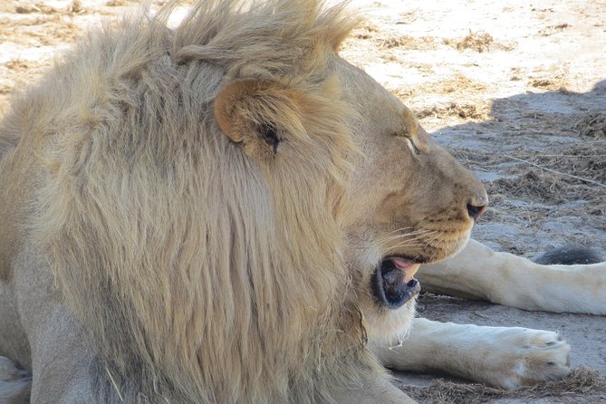 Chobe Safari Overnight Camping Trip - Day two: a 6:00 a.m. game drive