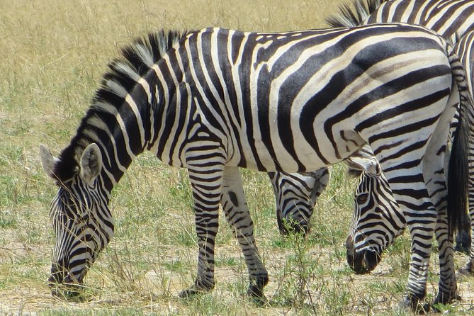 Chobe Safari Overnight Camping Trip - Who will enjoy this overnight safari most
