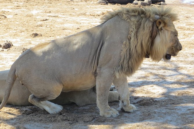 Chobe Safari Overnight Camping Trip - Reaching Chobe from Victoria Falls or Livingstone