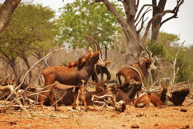 Chobe Sunrise upto Sunset Day trip from Victoria Falls 5AM - 7PM - The Mosi-oa-Tunya drive and border crossing