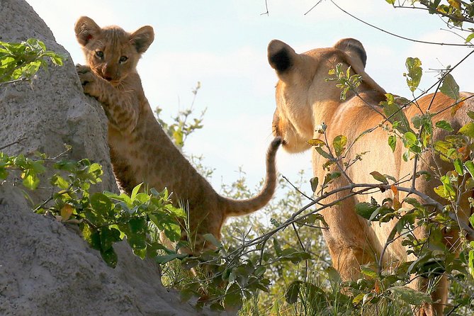 Exclusive full day Chobe game drive safari - Key points at a glance