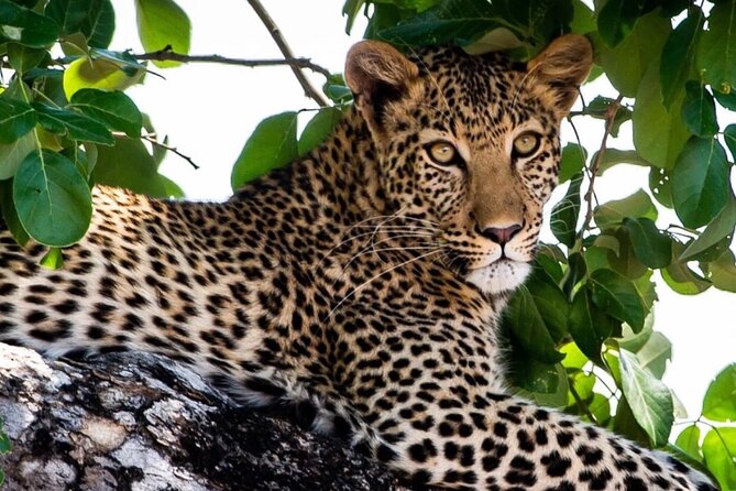 Exclusive full day Chobe game drive safari - Wildlife along the Chobe Riverfront