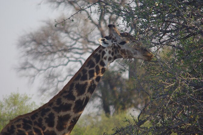 Exclusive full day Chobe game drive safari - What the full-day format adds