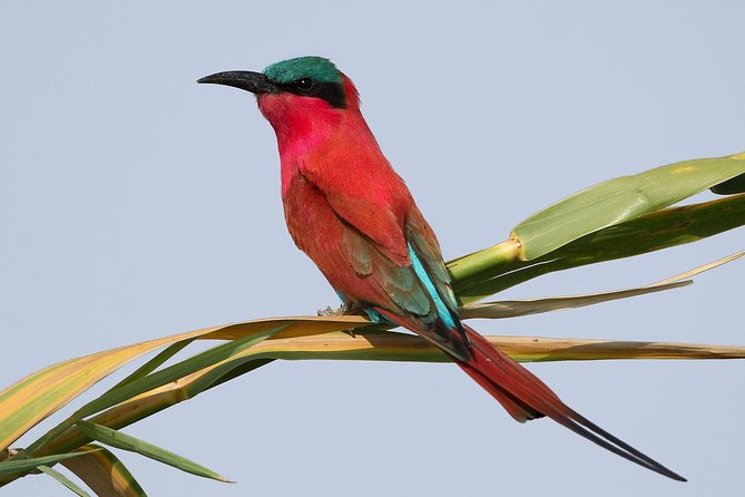 Exclusive full day Chobe game drive safari - The guide and the feel of the service