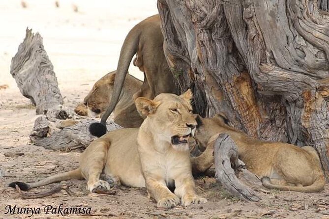 Exclusive full day Chobe game drive safari - Is $280 a fair price?