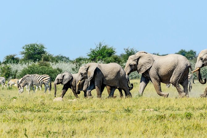 Exclusive full day Chobe game drive safari - Who will enjoy this safari most?