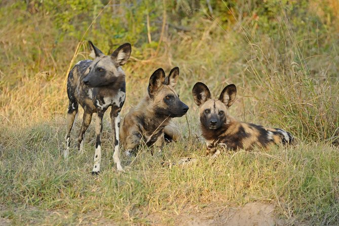 Exclusive full day Chobe game drive safari - Leaving Victoria Falls at 5:00 AM