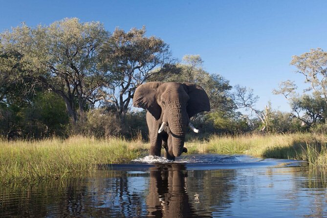 Explore Chobe National Park With a Day Trip from Victoria Falls - What to bring and how to prepare