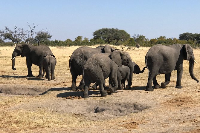 Five-Day Hwange NP, Chobe NP and Victoria Falls Combo - Day 2: A full safari day in Hwange