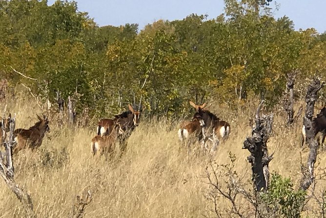 Five-Day Hwange NP, Chobe NP and Victoria Falls Combo - Day 4: Chobe by boat and 4x4