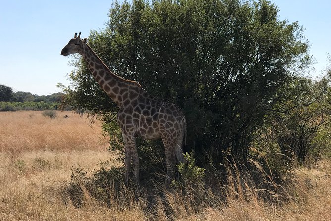 Five-Day Hwange NP, Chobe NP and Victoria Falls Combo - Private guiding and the practical side