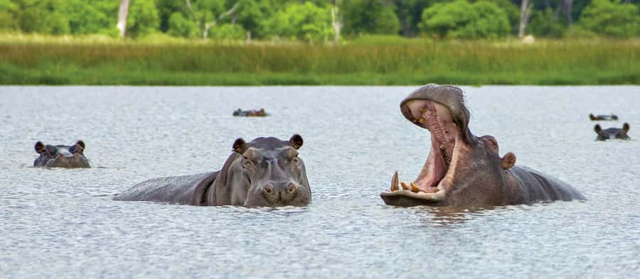 From Kasane: Chobe National Park Full Day Wildlife Safari - Lunch at Cresta Mowana Safari Lodge