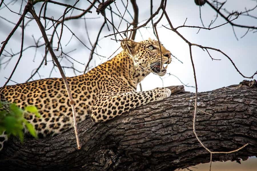 From Kasane: Chobe National Park Full Day Wildlife Safari - Is this Chobe day safari worth booking?