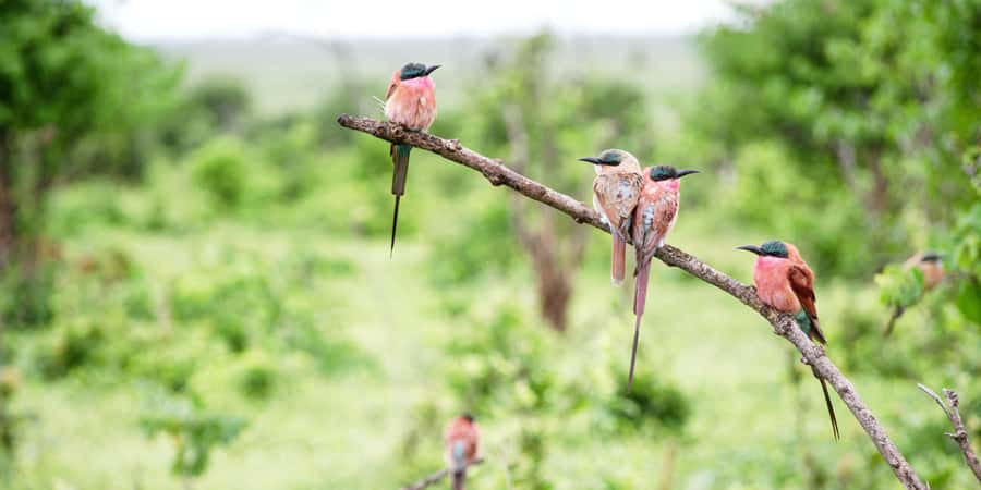 From Victoria Falls: Chobe Half Day Game Drive - Why Chobe works as a half-day safari from Victoria Falls