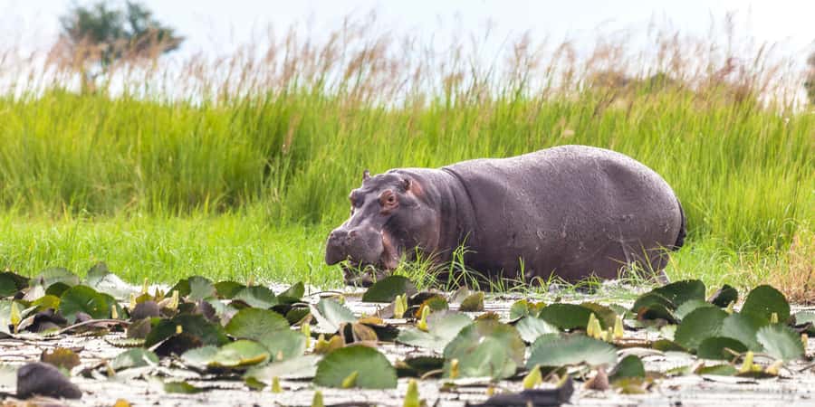 From Victoria Falls: Chobe Half Day Game Drive - The 6:00 am pickup from Victoria Falls
