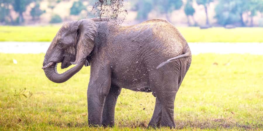 From Victoria Falls: Chobe Half Day Game Drive - Four hours inside Chobe National Park
