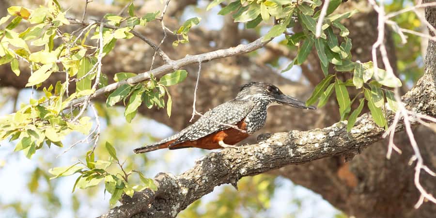From Victoria Falls: Chobe Half Day Game Drive - Elephants, predators, and the Big Five promise
