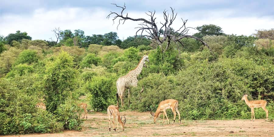 From Victoria Falls: Chobe Half Day Game Drive - A practical plan for making the morning go well