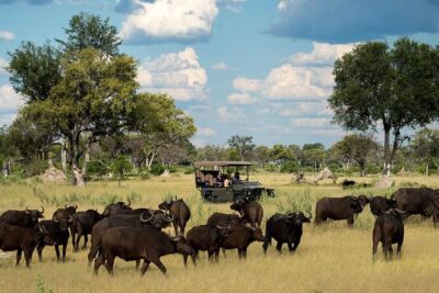 Chobe National Park Small Group Tour