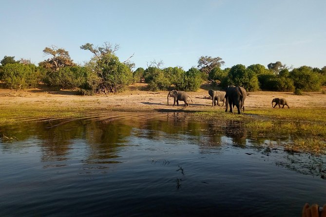 From Victoria Falls: Chobe National Park Small Group Tour - How the guides affect the day