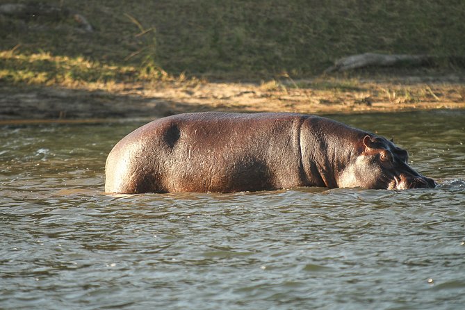 From Victoria Falls: Chobe National Park Small Group Tour - What the $200 price really covers
