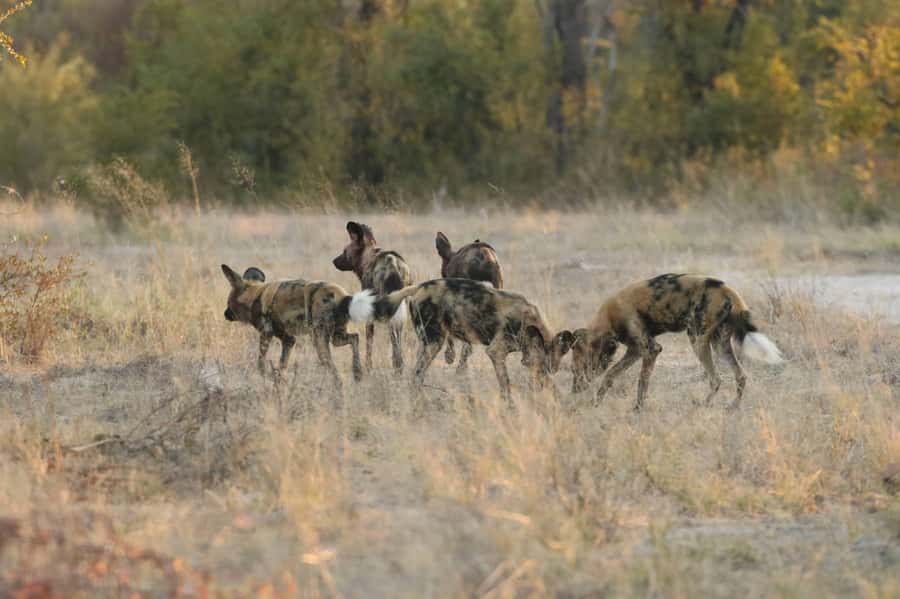 From Victoria Falls: Chobe National Park Small Group Tour - Who should choose this Chobe trip?