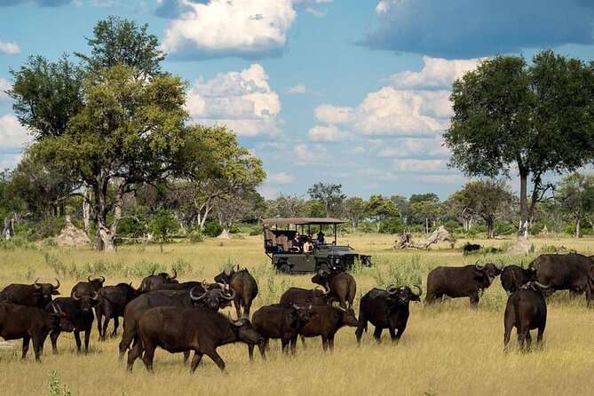 From Victoria Falls: Chobe National Park Small Group Tour - Four hours in a Chobe 4x4