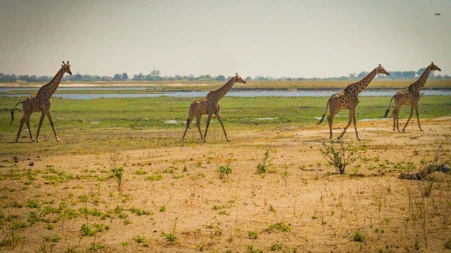 From Victoria Falls: Full Chobe Day trip to Chobe, Botswana - Chobe in one full day