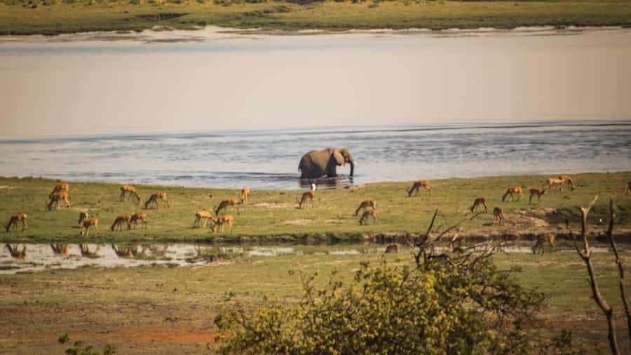 From Victoria Falls: Full Chobe Day trip to Chobe, Botswana - Why Chobe works as a Victoria Falls day trip