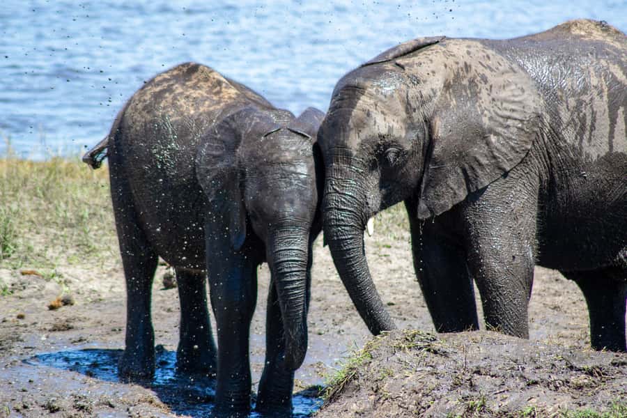 From Victoria Falls: Full Chobe Day trip to Chobe, Botswana - Lunch and the change from boat to vehicle
