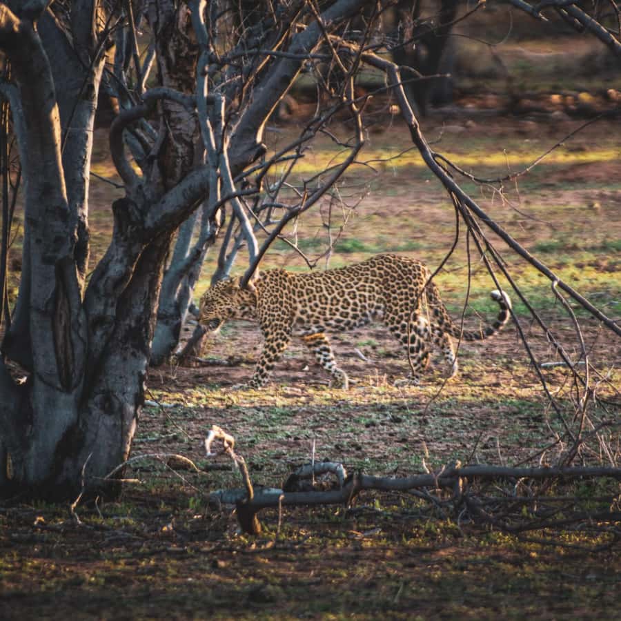 From Victoria Falls: Full Chobe Day trip to Chobe, Botswana - The three-hour Chobe game drive