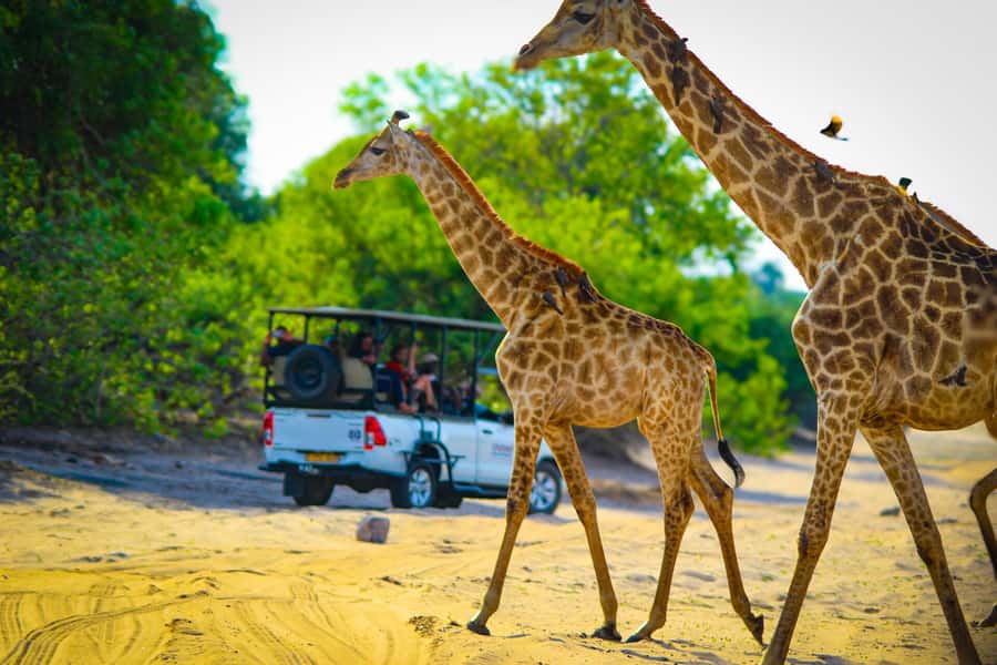 From Victoria Falls: Full Chobe Day trip to Chobe, Botswana - Who will get the most from this trip