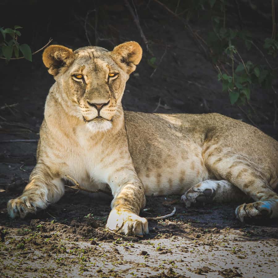 From Victoria Falls: Full Chobe Day trip to Chobe, Botswana - Timing, clothing, and useful preparation