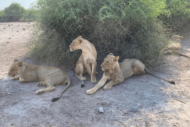 From Victoria Falls: Hwange National Park Day Safari - Why Hwange makes a better full-day safari than a quick wildlife outing