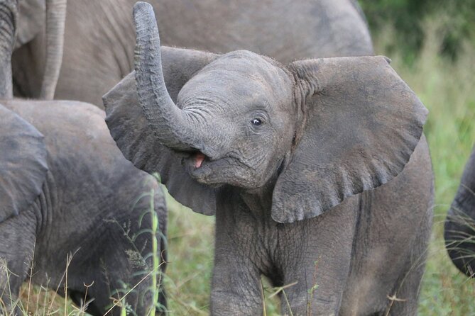 From Victoria Falls: Hwange National Park Day Safari - The animals you have a realistic chance to see