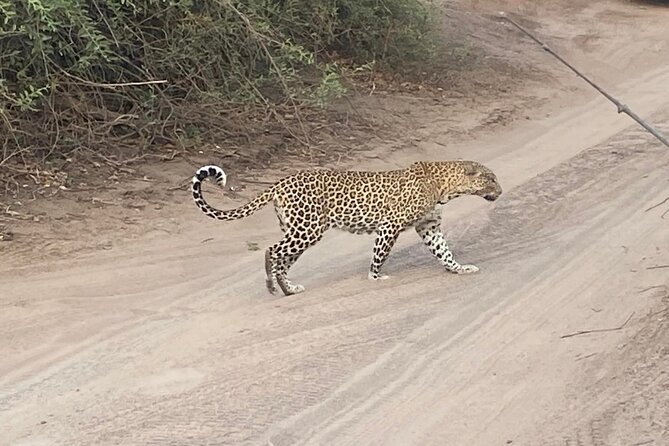 From Victoria Falls: Hwange National Park Day Safari - Who will enjoy this safari most