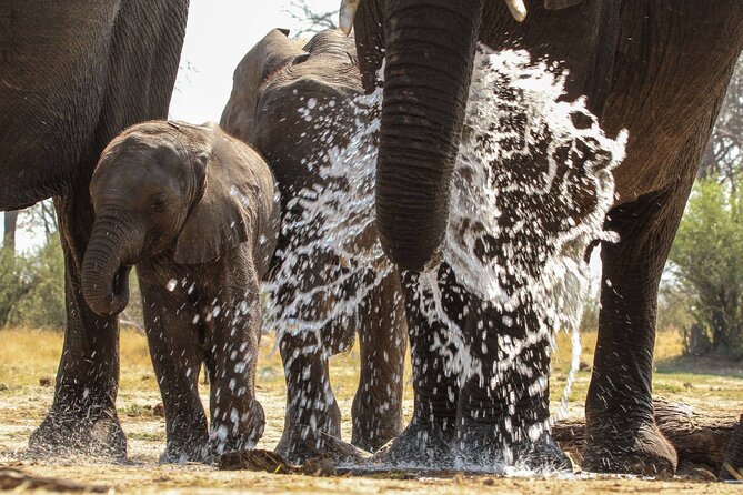 From Victoria Falls: Hwange National Park Day Safari - Practical details that can affect your day