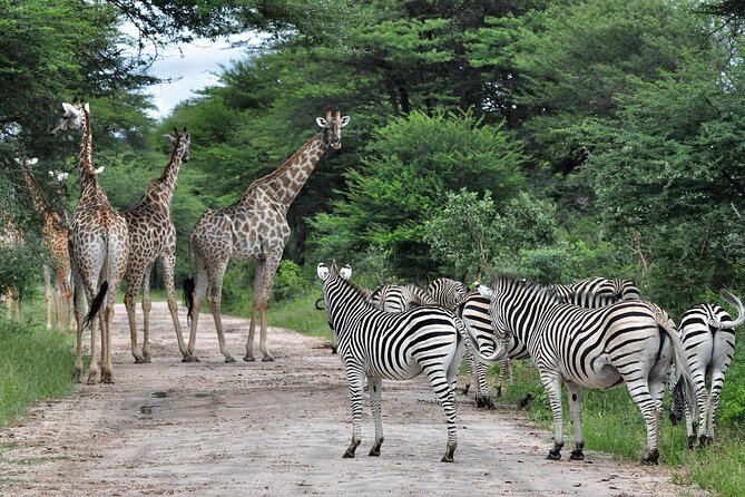 From Victoria Falls: Hwange National Park Day Safari - The 5:00 am departure and the long road ahead