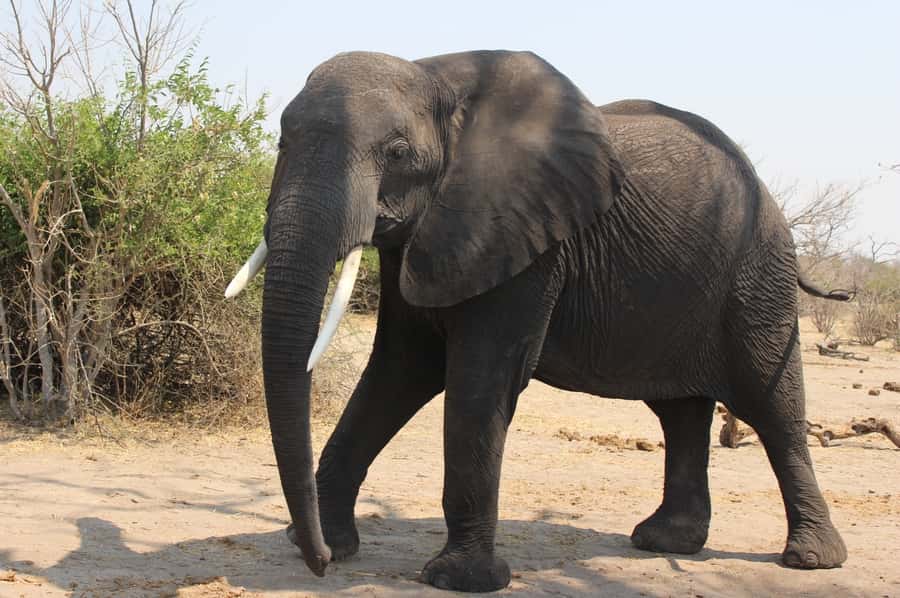From Victoria Falls: Sunrise to Sunset Chobe Safari - Why this Chobe day trip works so well