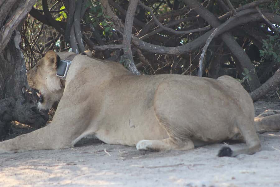 From Victoria Falls: Sunrise to Sunset Chobe Safari - Crossing into Botswana