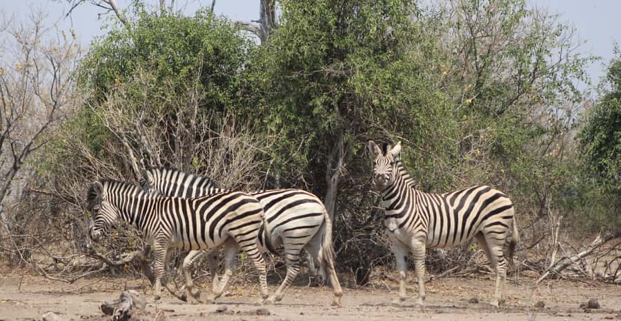 From Victoria Falls: Sunrise to Sunset Chobe Safari - Who should book this safari