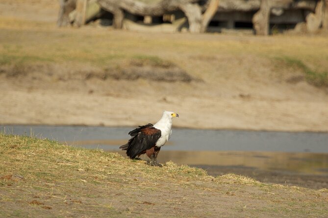 Full Day Birding Zambezi National Park Includes Picnic Lunch - Eagles, vultures, and the midday shift