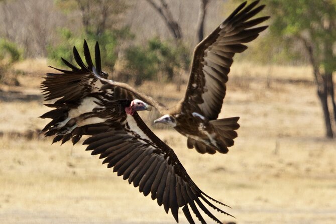 Full Day Birding Zambezi National Park Includes Picnic Lunch - A picnic lunch in the bush