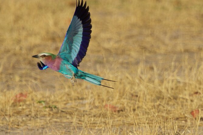 Full Day Birding Zambezi National Park Includes Picnic Lunch - Who will enjoy this day most?