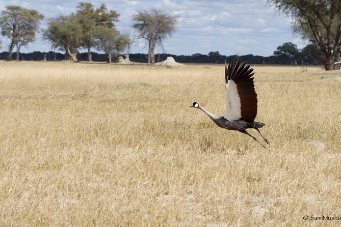 Full Day Birding Zambezi National Park Includes Picnic Lunch - Moving into Zambezi National Park