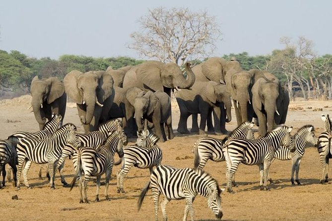 Full Day Chobe National Park Big 5 Safari - Key points to know before you book
