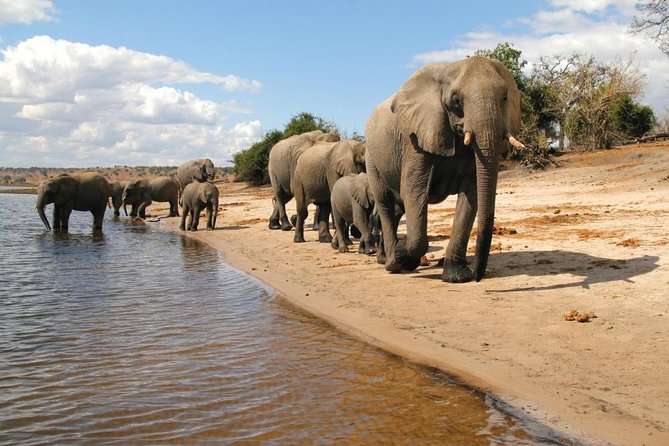 Full Day Chobe National Park Big 5 Safari - Wildlife chances: what you may actually see