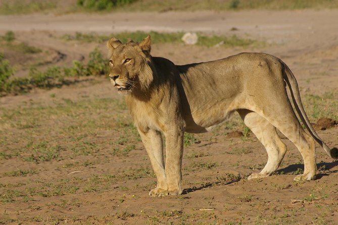 Full Day Chobe National Park Big 5 Safari - Is $185 a fair price?